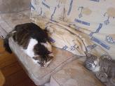Gaspard et Tristant