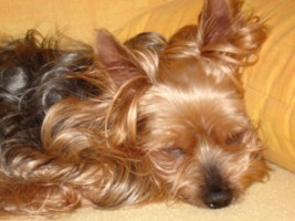 DSC00007.JPG
