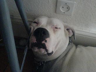 Cayenne la seule qui est le droit au canapé (2 ans 1/2)