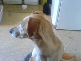 Ronnie (10 ans)